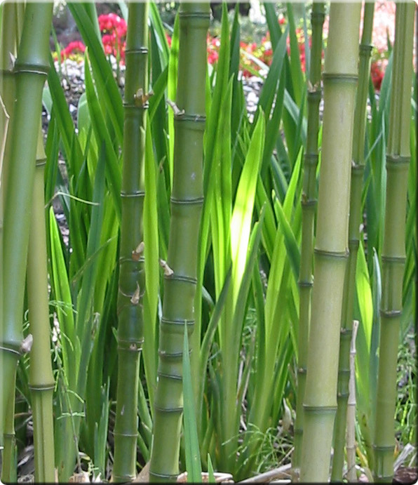 yellow bamboo